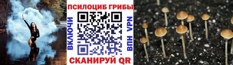 Псилоцибиновые грибы прущие грибы  МЕГА ССЫЛКА  Черняховск  дарнет шоп 